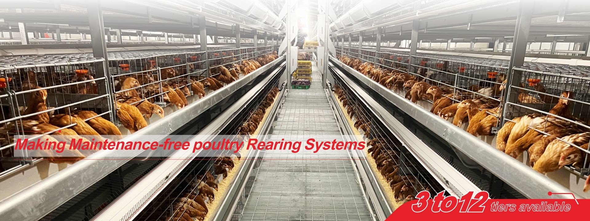 品質 家禽用バッテリーケージシステム 工場