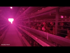 繁殖家鶏のバッテリーケージのための大きなスペースの自動家禽糞便除去システム