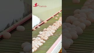ファームロブ | Farmrob が設計、製造した安定した採卵システム #poultryfarm #chicken