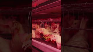 ファームロブ |鶏の幸せな暮らし #養鶏場 #ものづくり #
